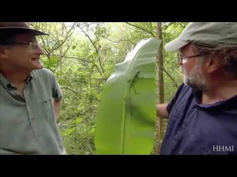 Lizard Olympics: Natural Selection — HHMI BioInteractive Video