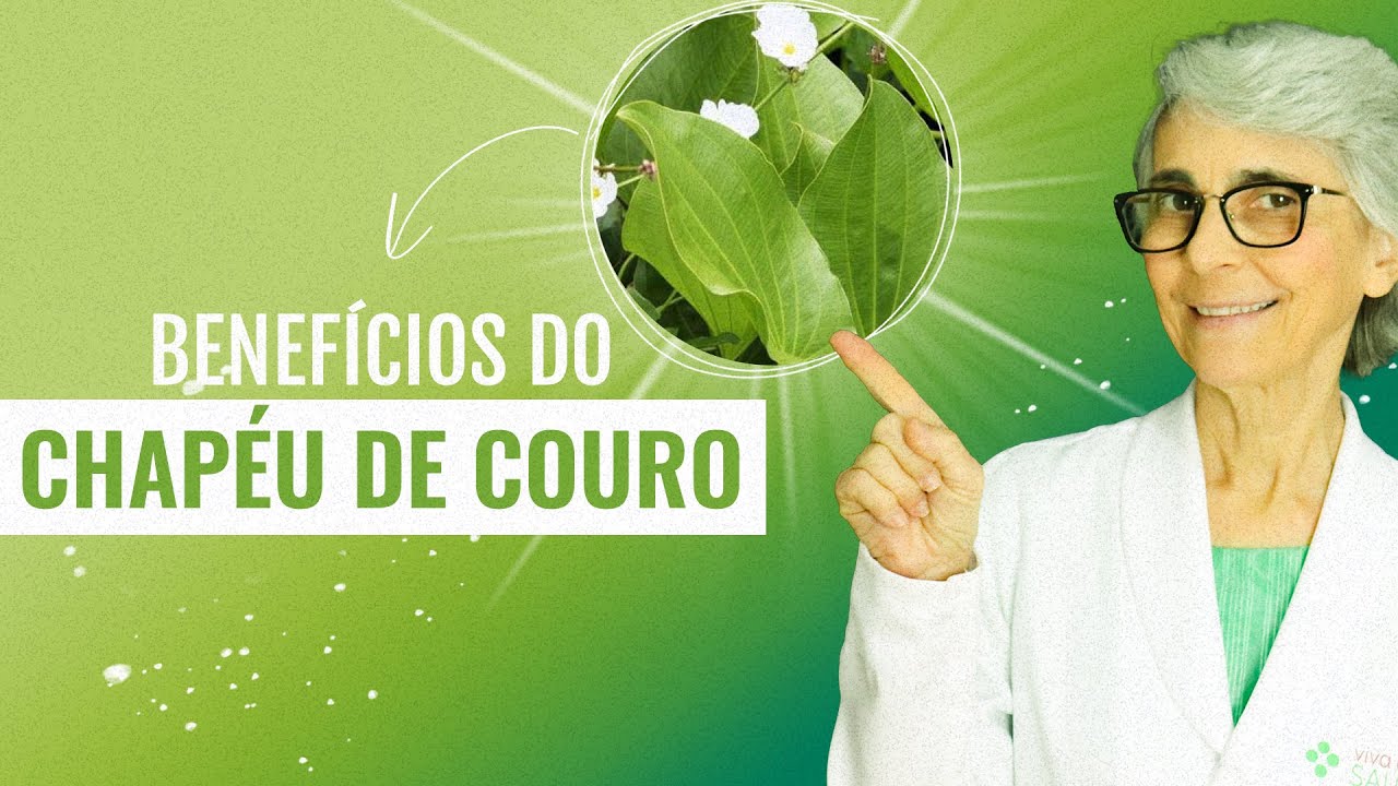 Chapéu de couro: hipertensão, ácido úrico, emagrecimento…