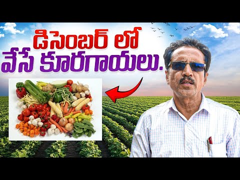 Vegetables Cultivation In December Month || Vegetables In December || కూరగాయల సాగు.