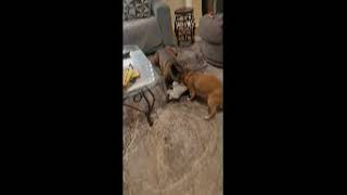 Video preview image #1 Holland Shepherd-Labrador Retriever Mix Puppy For Sale in HOUSTON, TX, USA
