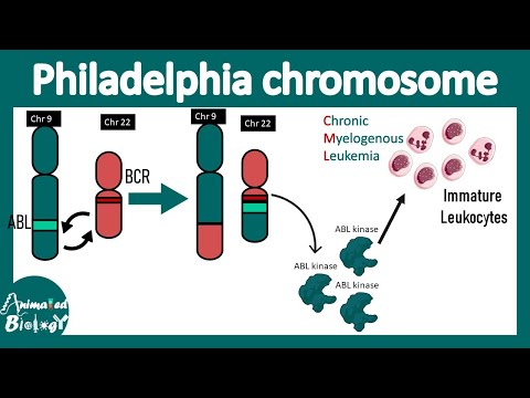 Philadelphia chromosome | Chromosome 9 to 22 translocation | BCR-ABL translocation| CML pathology