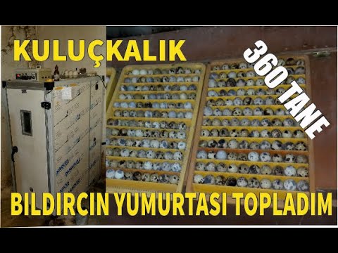 , title : 'BILDIRCIN YUMURTASI (Kuluçkalık Bıldırcın Yumurtası Topladım ) #istanbul #yumurta #satışı'