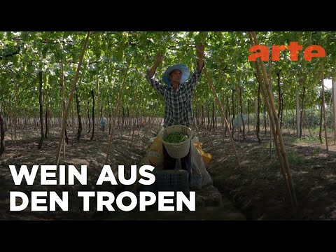 Thailand: Weinbau in den Tropen | Die wunderbare Welt der Weine | ARTE Fernweh
