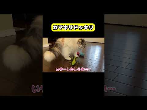 カマキリドッキリ　#猫 #おもしろ #アテレコ #ニャンチューバーつくし