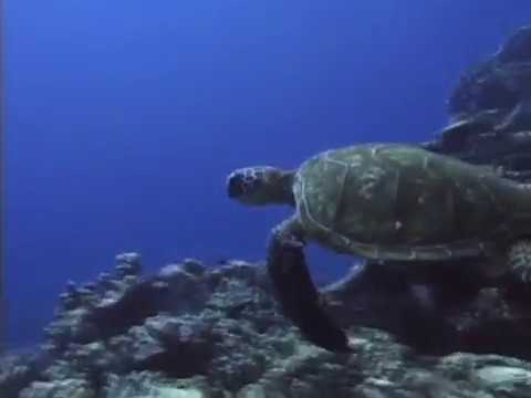 Matthew Ward - 2004  - To The King