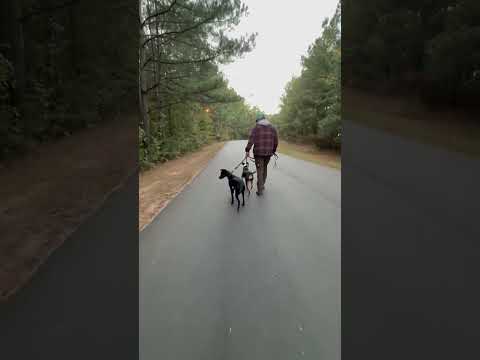 LUCIA, an adoptable Whippet & Black Labrador Retriever Mix in Fuquay Varina, NC_image-1