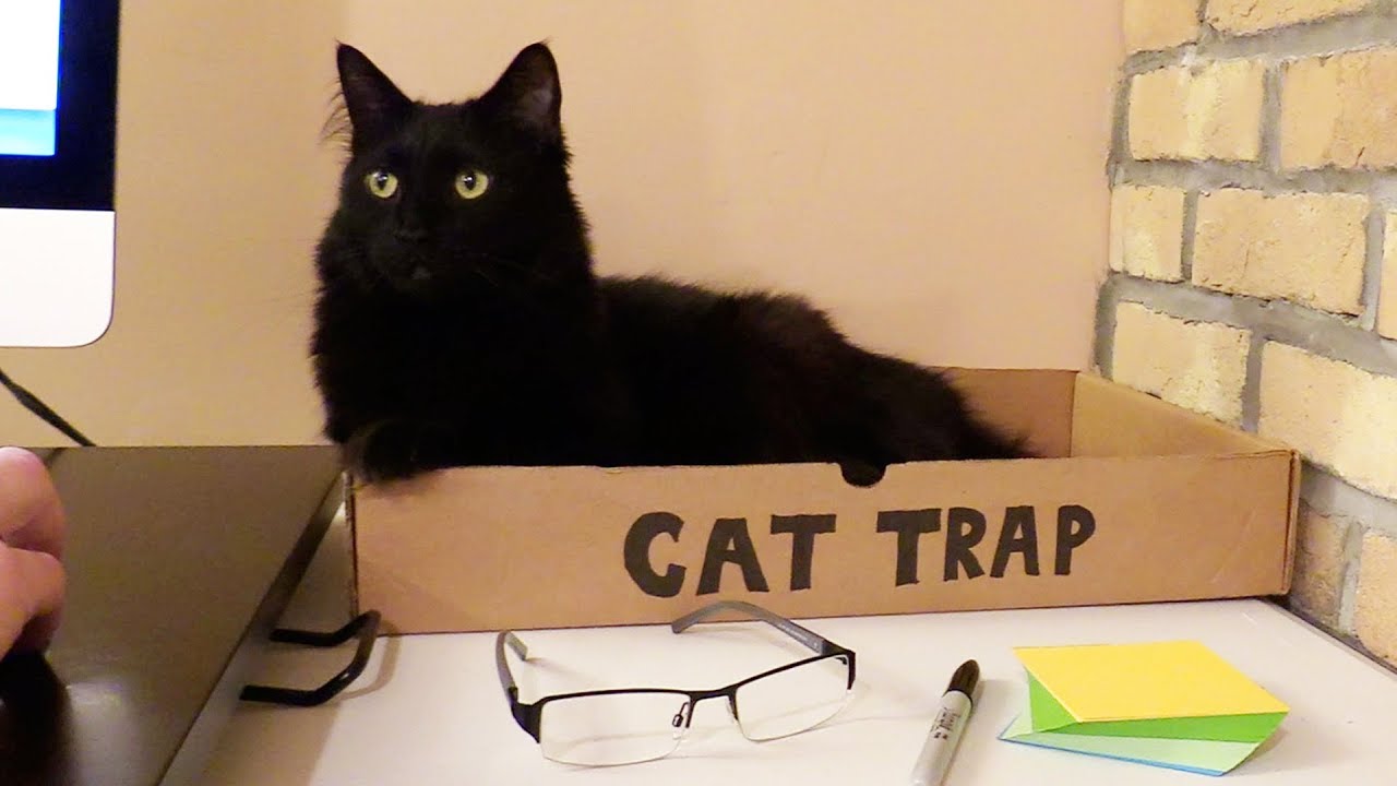 5 Signs You Work With Cats