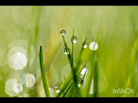 NEW SAKHA - Ibu | 1 Hour Version