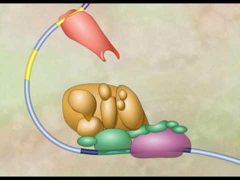 Transcription Complex and Enhancers HD Animation