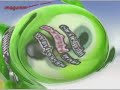 Klaskyklaskyklaskyklasky Gummy Bear In Super Duper Low Pitched Pitch White