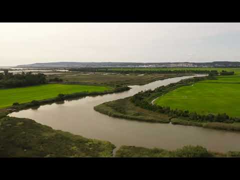 Campos de arroz - Figueira da Foz