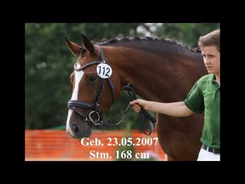 Braune Stute Herzblatt von PRH Hohenstein aus der Donnergirl