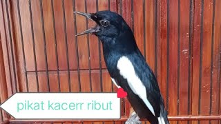 Download lagu MP3 PIKAT KACER AMPUH..durasi singkat mp3 Download lagu MP3 PIKAT KACER AMPUH..durasi singkat mp3