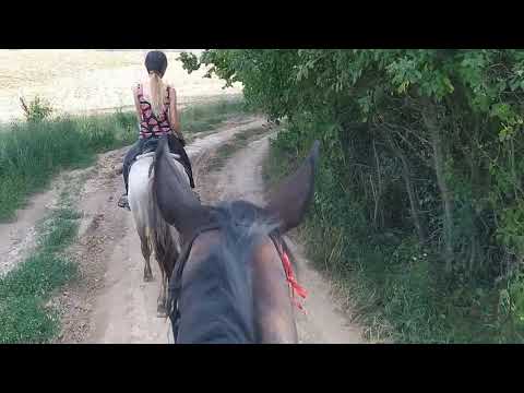 Terepvlog a csikóval + új bértartott ló?! | Bóbis Dorina