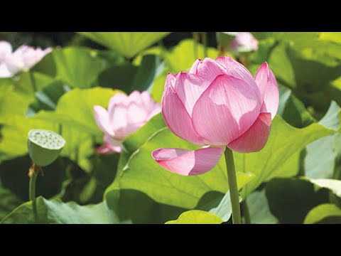 Indian lotus Plant (Nelumbo nucifera)