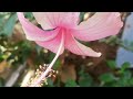 Red Mandara Flower