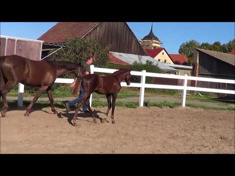 SF v. Floriscount - Damon Hill