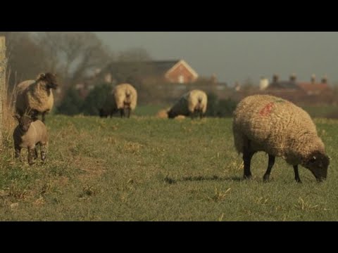 Sheep Theft Investigation