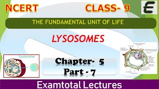 LYSOSOME / CLASS - 9 /SCIENCE- BIOLOGY/CH - 5 part - 7/NCERT/FUNDAMENTAL UNIT OF LIFE