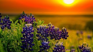 Sara Groves - Jesus, You're Beautiful (Lyric Video), 2002