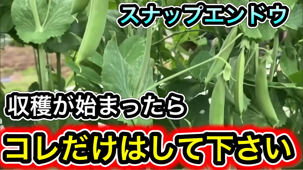 【超重要】スナップエンドウ収穫が始まったらすること。コレ知ってれば最後まで鈴なり