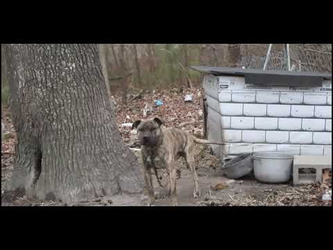 DADDY ft. SAMP x DUTCHY "SALUTE"