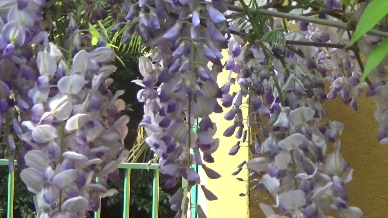 SORTILEGIO DI PRIMAVERA