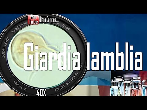 tenias paraziták szinonimája