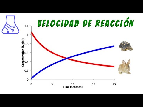 Temperatura y Velocidad de Reacción Química con Pastillas Efervescentes. 🥵🥶