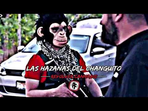 Las hazañas de un changuito