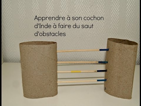 comment construire un jeu pour cochon d'inde