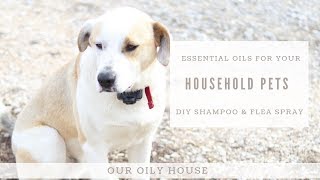 Are essential oils safe for pets? | DIY Pet Shampoo and Flee Spray