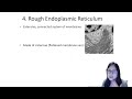 Comprehensive Guide to Eukaryotic Cell Structure and Organelles