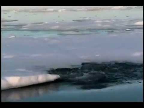 Arctic Wildlife Safaris