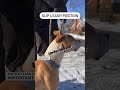Dog pulling leash?. Leash training for dog & puppy lovers. Slip lead tip and tricks. #dogtraining
