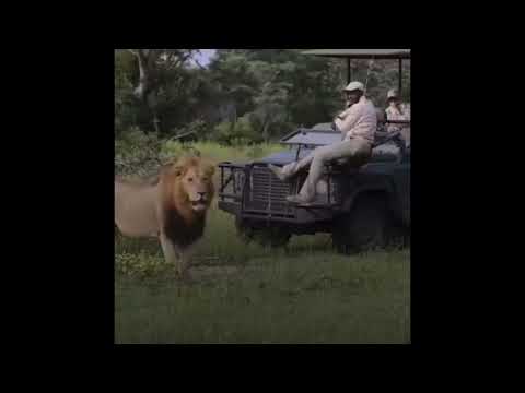 🔥Impressive Plains Camp Males
