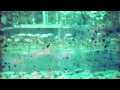 CIRCO - ESTRELLA DE LOS 100 MARES