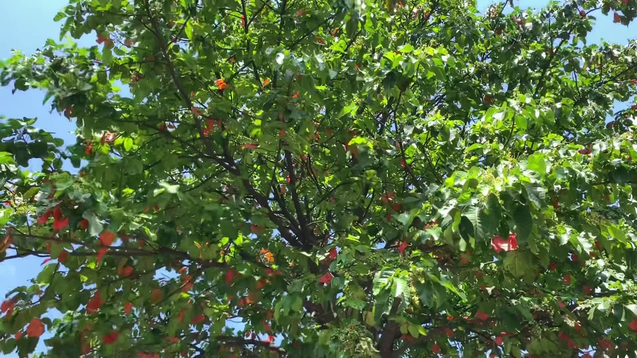 Putar video Seeds Of Love Outreach. Missionaries of Charity Home of Joy sekarang Seeds Of Love Outreach. Missionaries of Charity Home of Joy