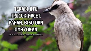 Download lagu Trucukan GACOR ngalas ROPEL PANJANG suara alam AMPUH buat pancingan jadikan trucuk Gacor GARUDA mp3 Download lagu Trucukan GACOR ngalas ROPEL PANJANG suara alam AMPUH buat pancingan jadikan trucuk Gacor GARUDA mp3