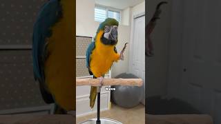 Rachel Blue and Gold Macaw Does Tricks Too