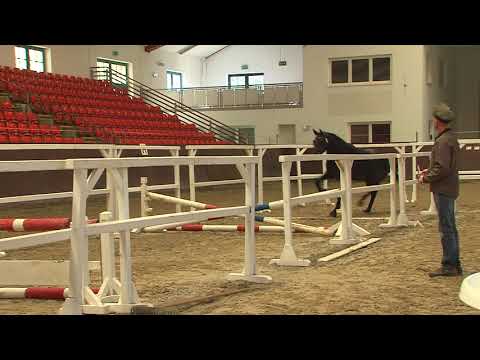 29. Mecklenburger Körtage - Kat.Nr. 52 Hengst v. Central Park