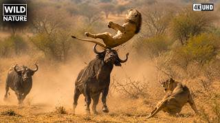 SAVANA AFRICANA — Quando o Predador Vira Presa | DOCUMENTÁRIO COMPLETO