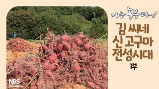 [나는농부다 217회 1부] 김 씨네  新 고구마 전성시대
