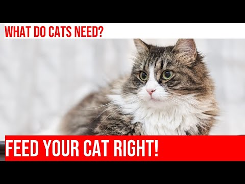 Cat Nutrition: The Ultimate Guide to Feeding Your Feline Friend