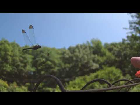 庭の赤とんぼ66倍スローモーション