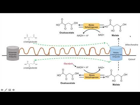 Overview of Glycolysis Basics for Beginners Biochemistry Lesson