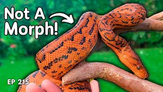 The Best Ball Python Alternatives - Ep. 215