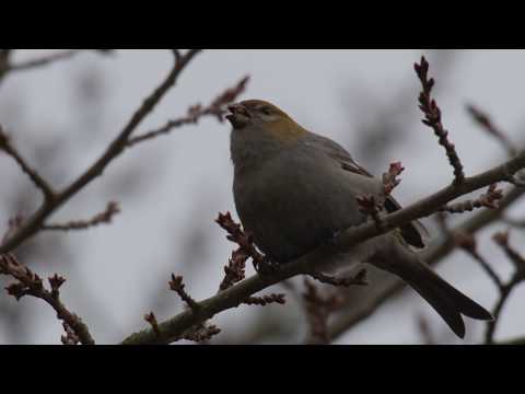 Pine Grosbeak