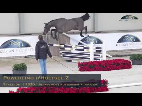2 year old stallion by Pegase van ’t Ruytershof x Indoctro