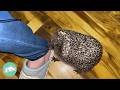 Woman Saves A Baby Hedgehog. She Refuses To Leave | Cuddle Buddies